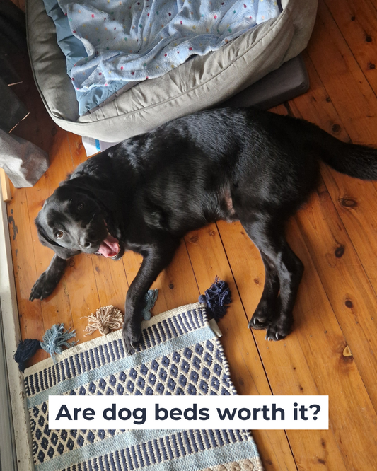 Are dog beds worth it?