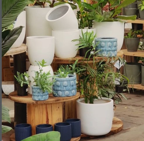 14th Feb - Paws & Pots: A Dog-Friendly Garden Tour at Burbank