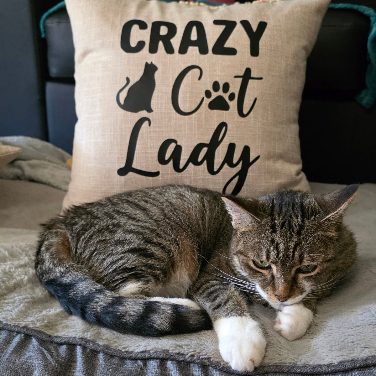 Crazy Cat lady beige cushion cover styled on cat bed with cat sleeping, cat mum home decor Australia