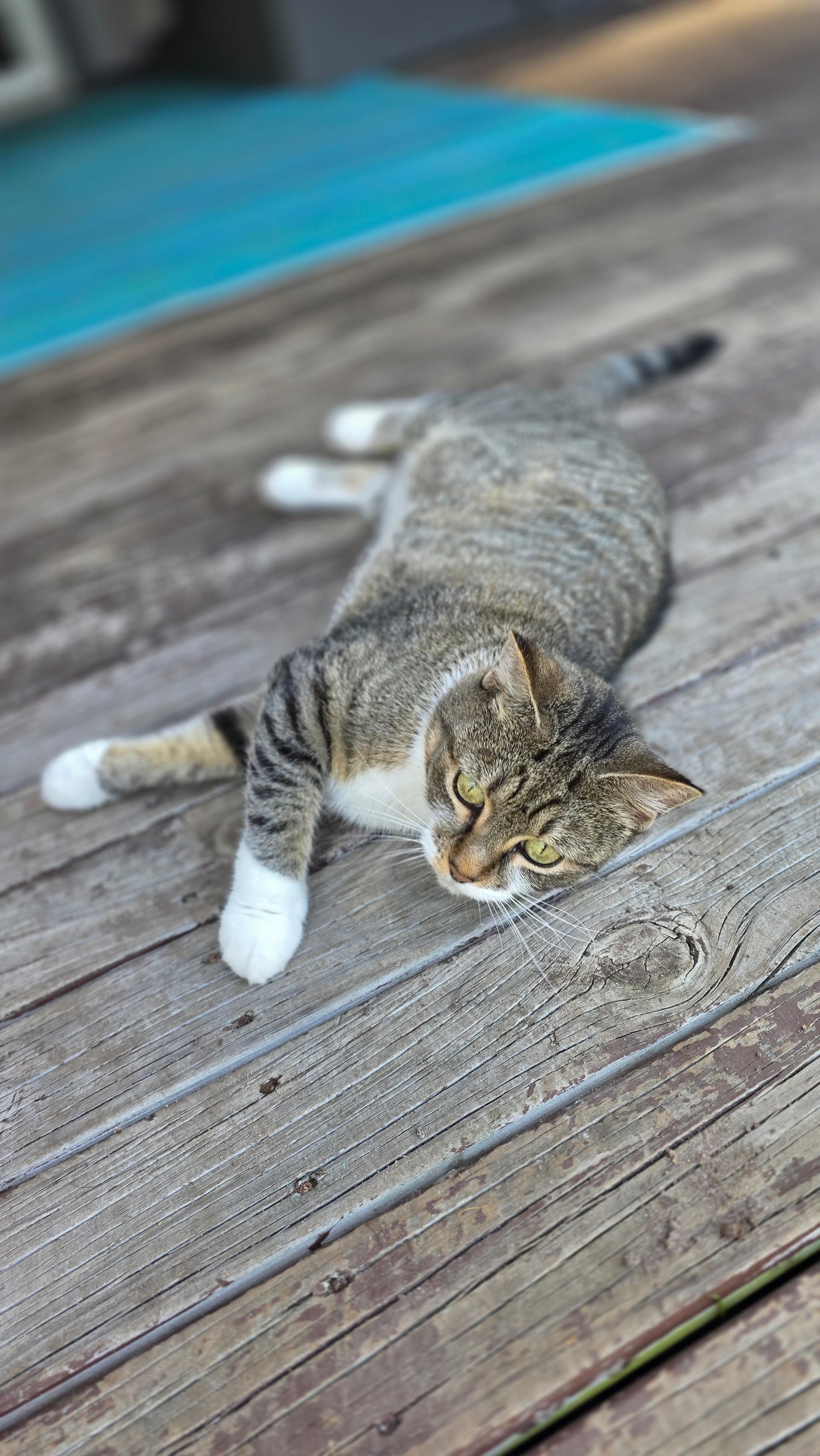 Kora, Rieko’s World rescue cat, relaxing on the deck