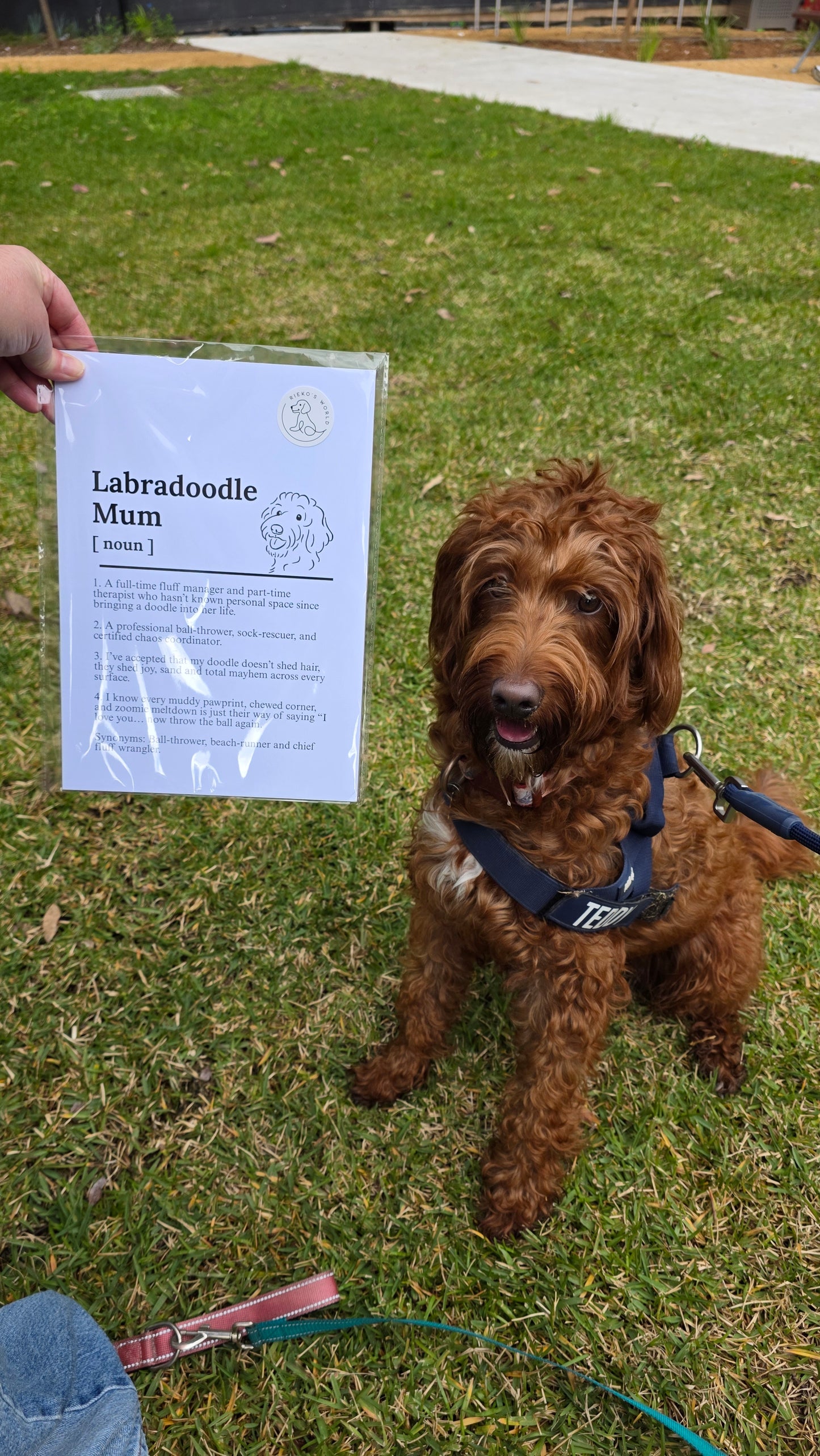 A brown curly-haired dog sits on a grassy lawn wearing a blue harness and leash, while a hand holds up a printed sign that reads 'Labradoodle Mum [name]'.