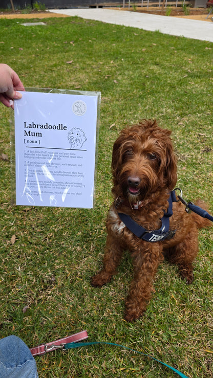 A brown curly-haired dog sits on a grassy lawn wearing a blue harness and leash, while a hand holds up a printed sign that reads 'Labradoodle Mum [name]'.