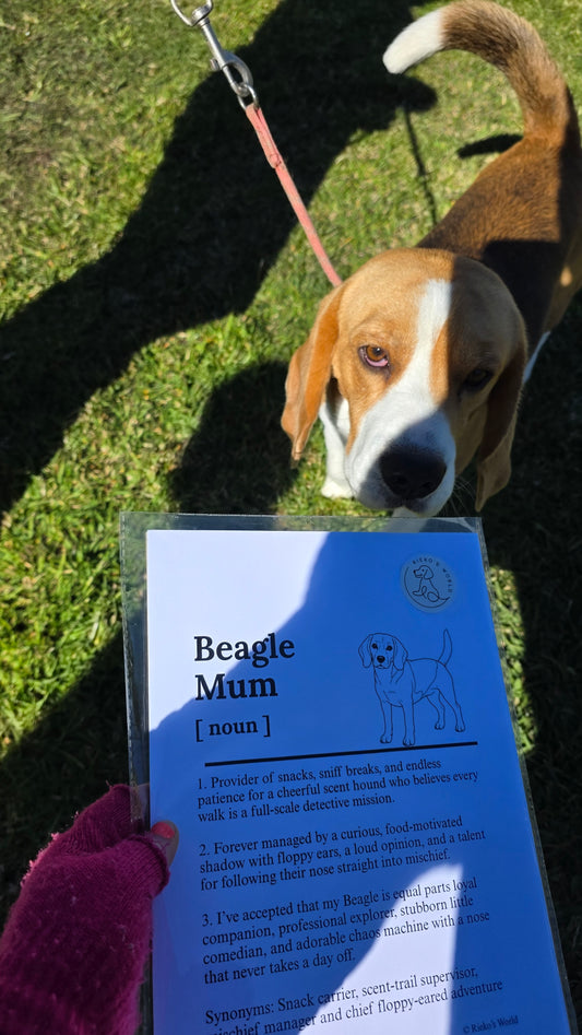 A beagle dog on a leash looking at a printed informational sign titled 'Beagle Mum' on grass in bright sunlight.