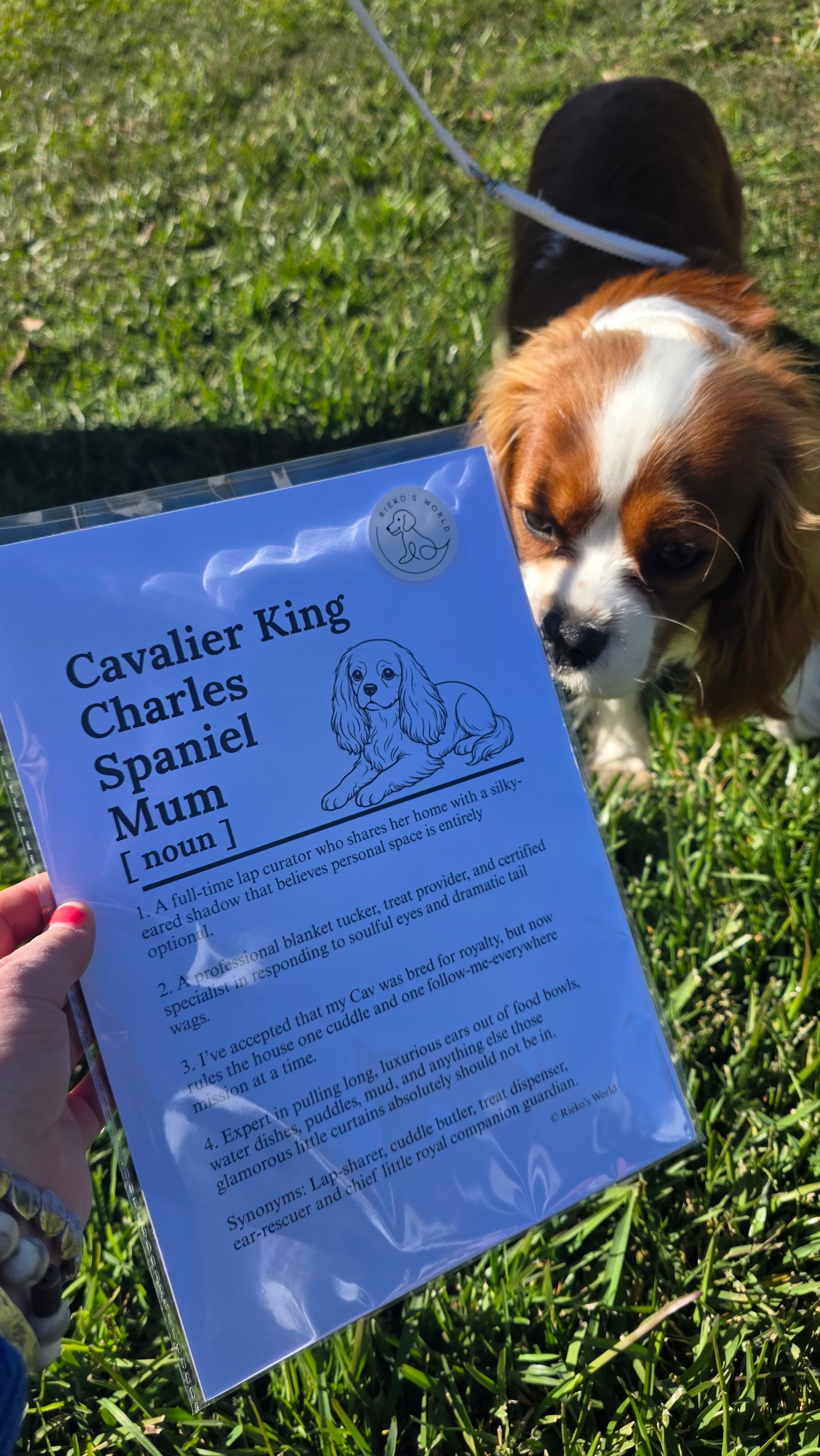 A person holds a printed blue sign in a clear plastic sleeve outdoors on grass, with a brown-and-white dog standing nearby on a leash. The sign reads 'Cavalier King Charles Spaniel Mum [noun]' with a small line drawing of a long-eared dog.