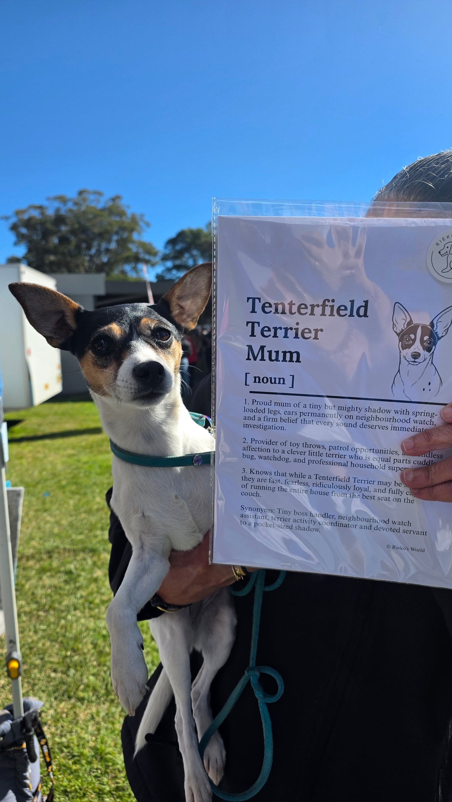 A small black, white, and tan terrier dog is being held by a person outdoors under a blue sky, while the person holds up a printed card titled 'Tenterfield Terrier Mum' with a definition and illustration of the dog.