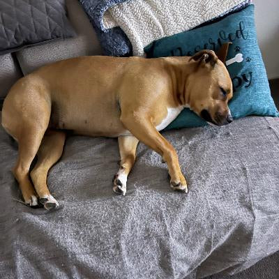 A tan and white dog sleeping soundly on a gray sofa covered with a textured gray blanket, nestled between blue pillows Reserved for the dog Rieko's World cushion.